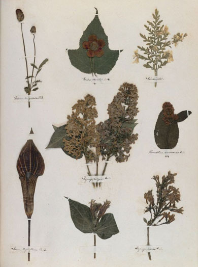 Emily Dickinson - Herbarium - page 54
