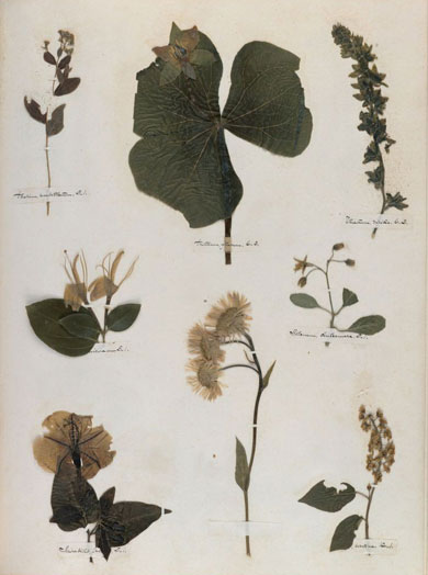 Emily Dickinson - Herbarium - page 55