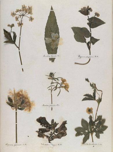 Emily Dickinson - Herbarium - page 56