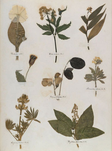 Emily Dickinson - Herbarium - page 57