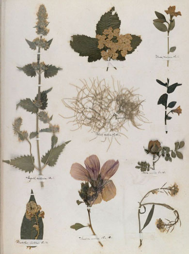 Emily Dickinson - Herbarium - page 58