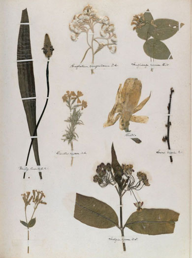 Emily Dickinson - Herbarium - page 59