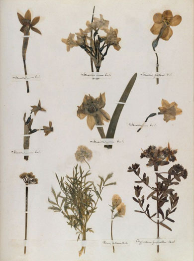Emily Dickinson - Herbarium - page 60
