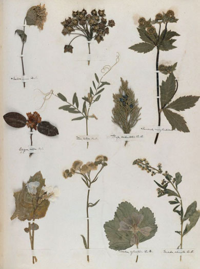 Emily Dickinson - Herbarium - page 61