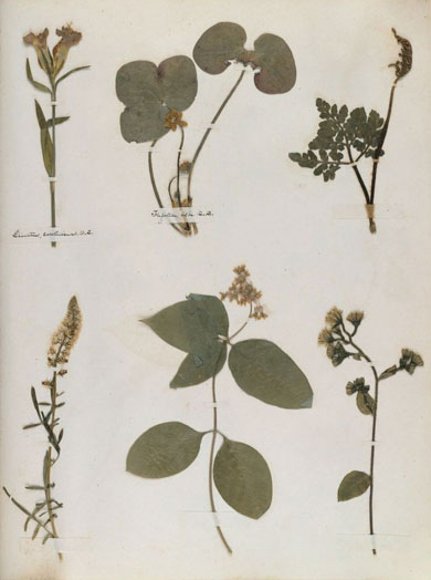 Emily Dickinson - Herbarium - page 62