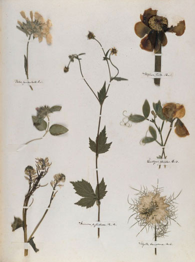 Emily Dickinson - Herbarium - page 63