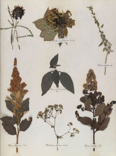 Emily Dickinson - Herbarium - page 64