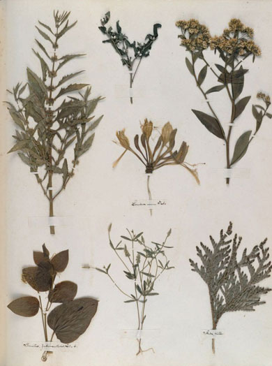 Emily Dickinson - Herbarium - page 65