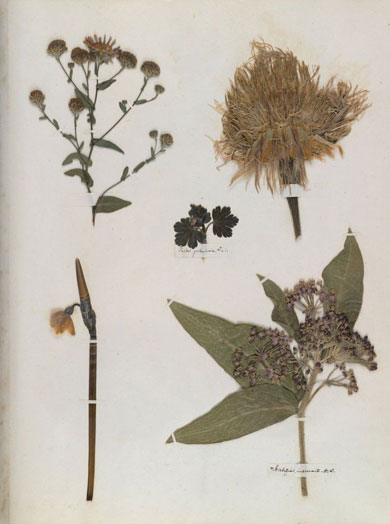 Emily Dickinson - Herbarium - page 66