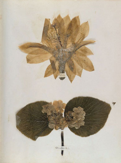 Emily Dickinson - Herbarium - page 67