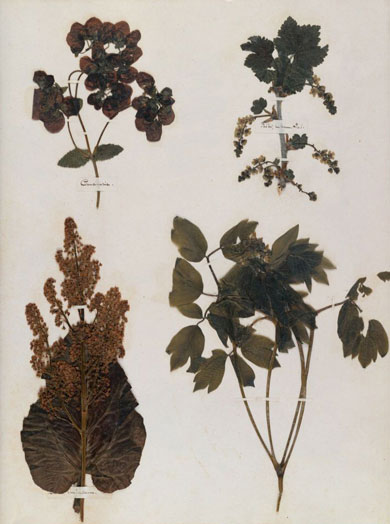 Emily Dickinson - Herbarium - page 68