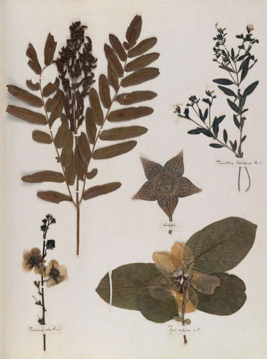 Emily Dickinson - Herbarium - page 69